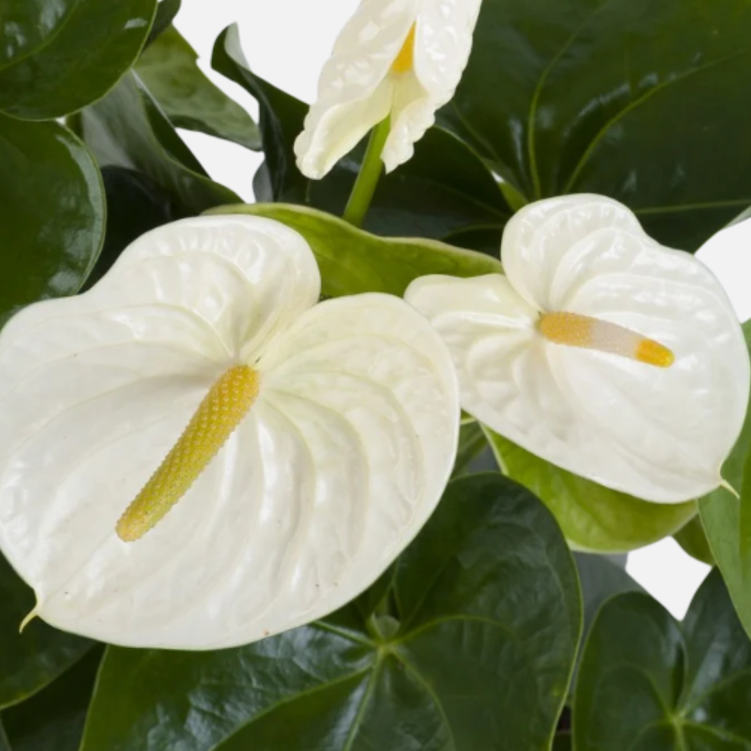 Anthurium