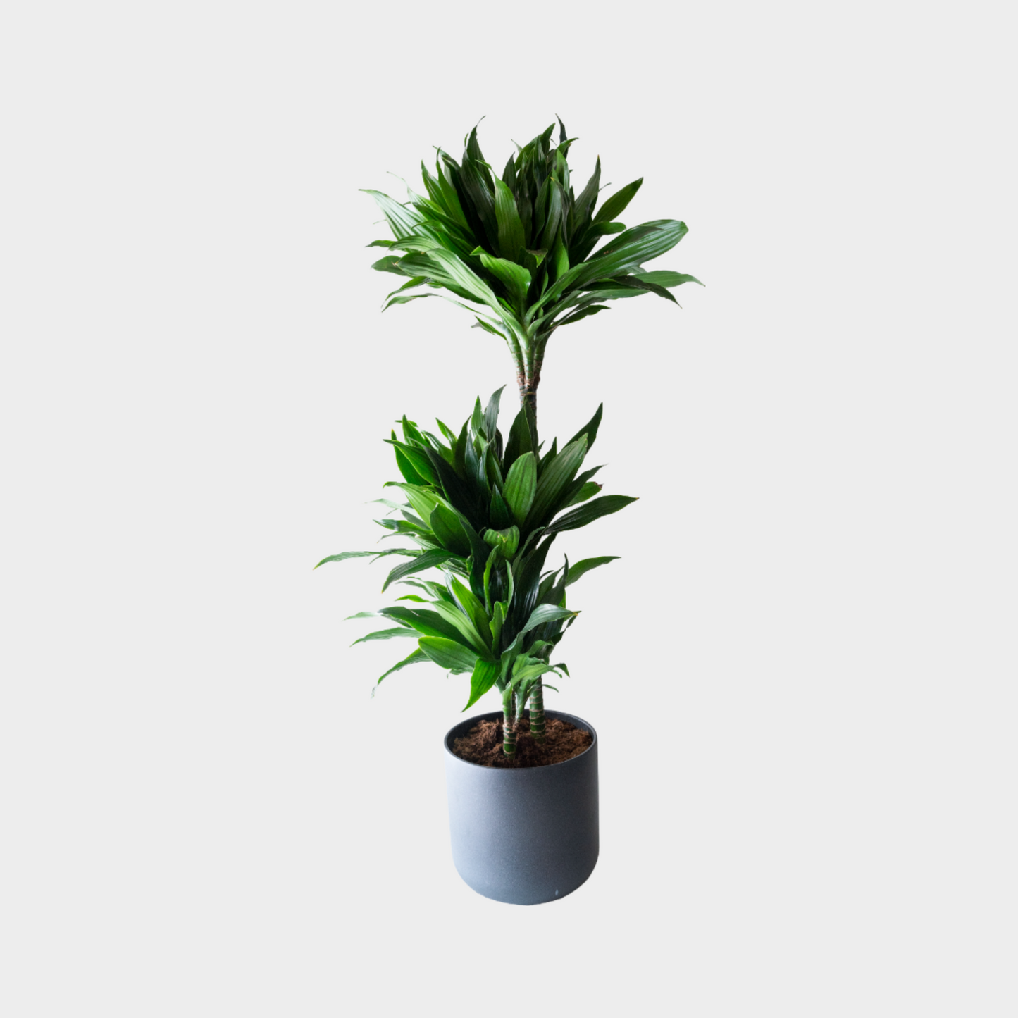 Dracaena Compacta