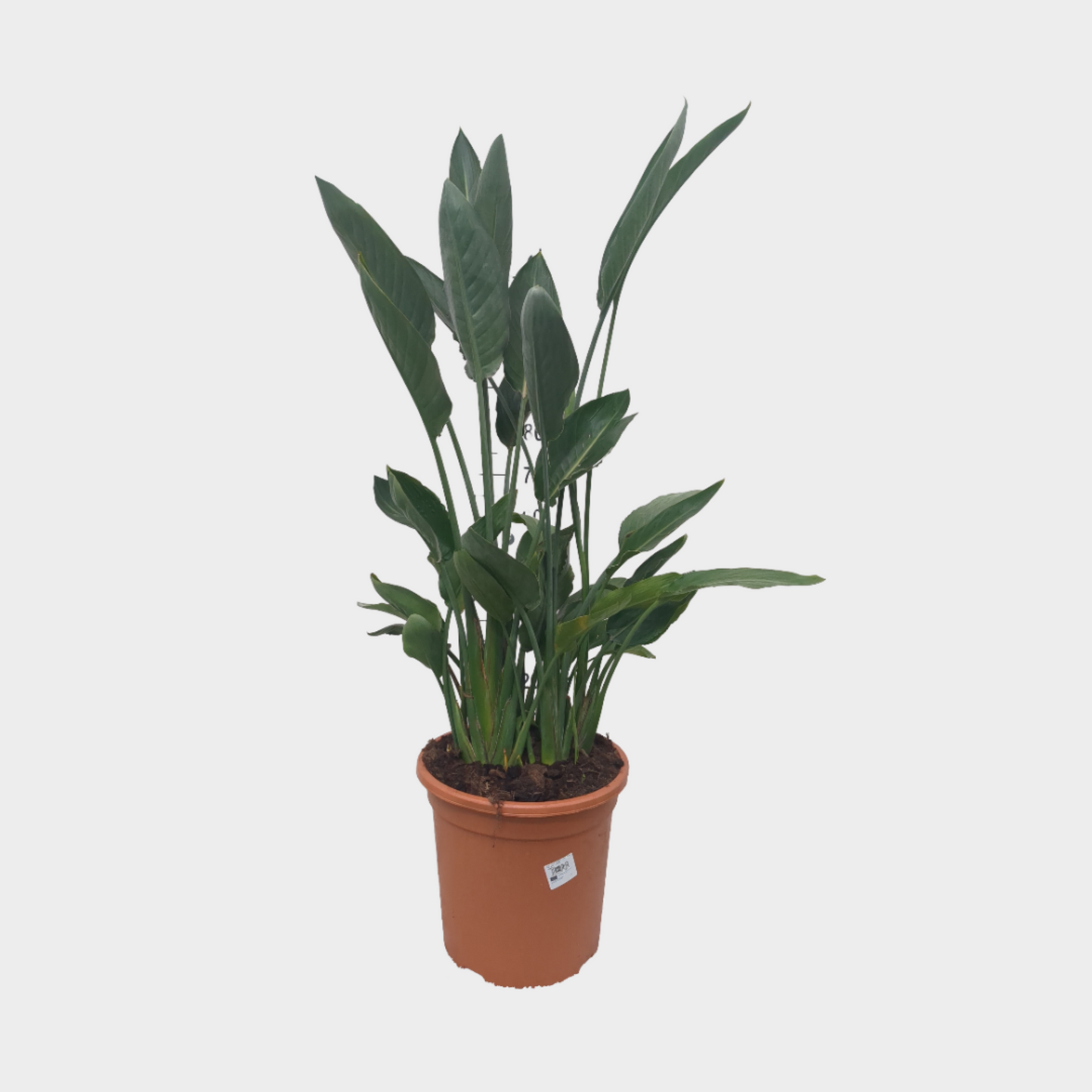 Strelitzia Reginae