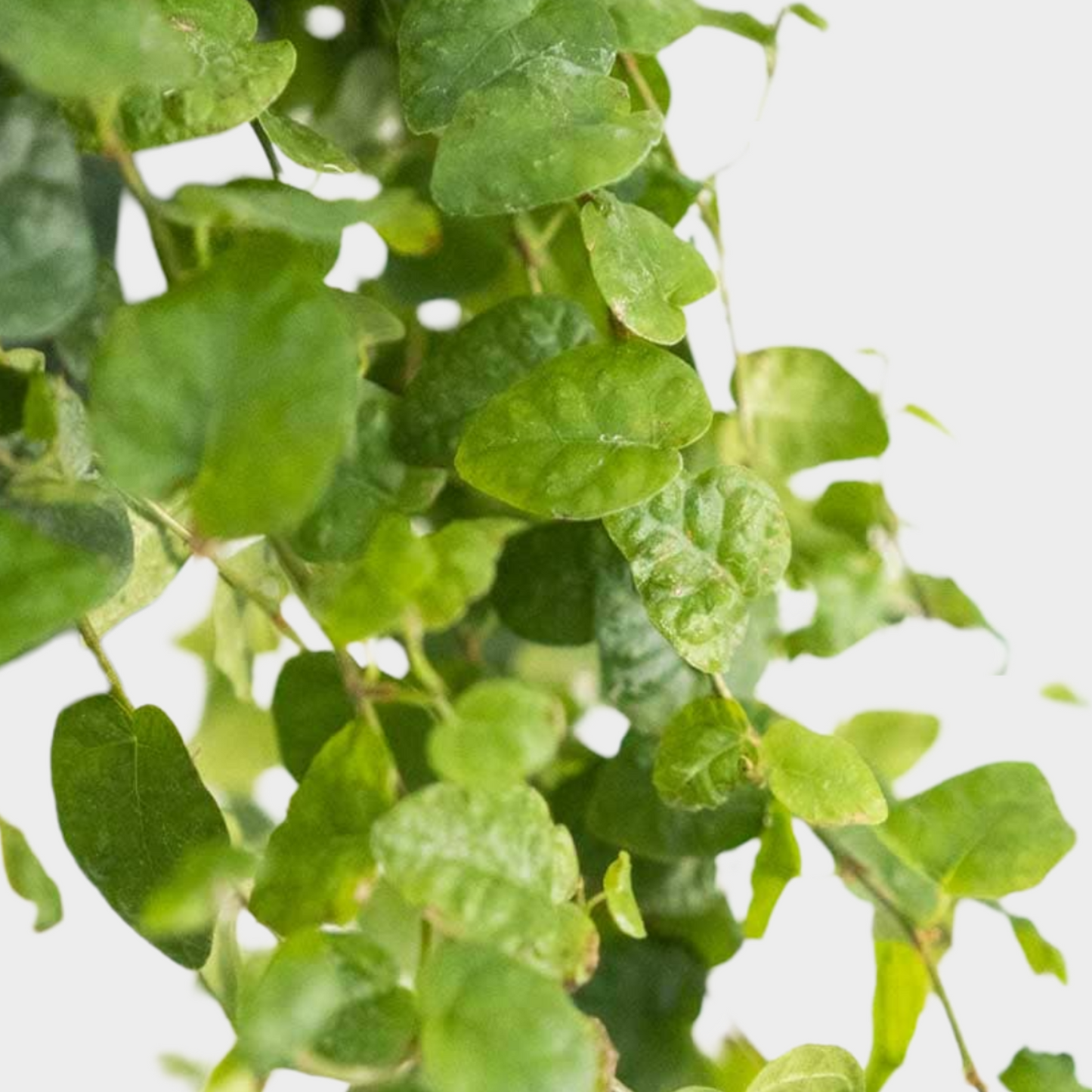 Ficus Repens