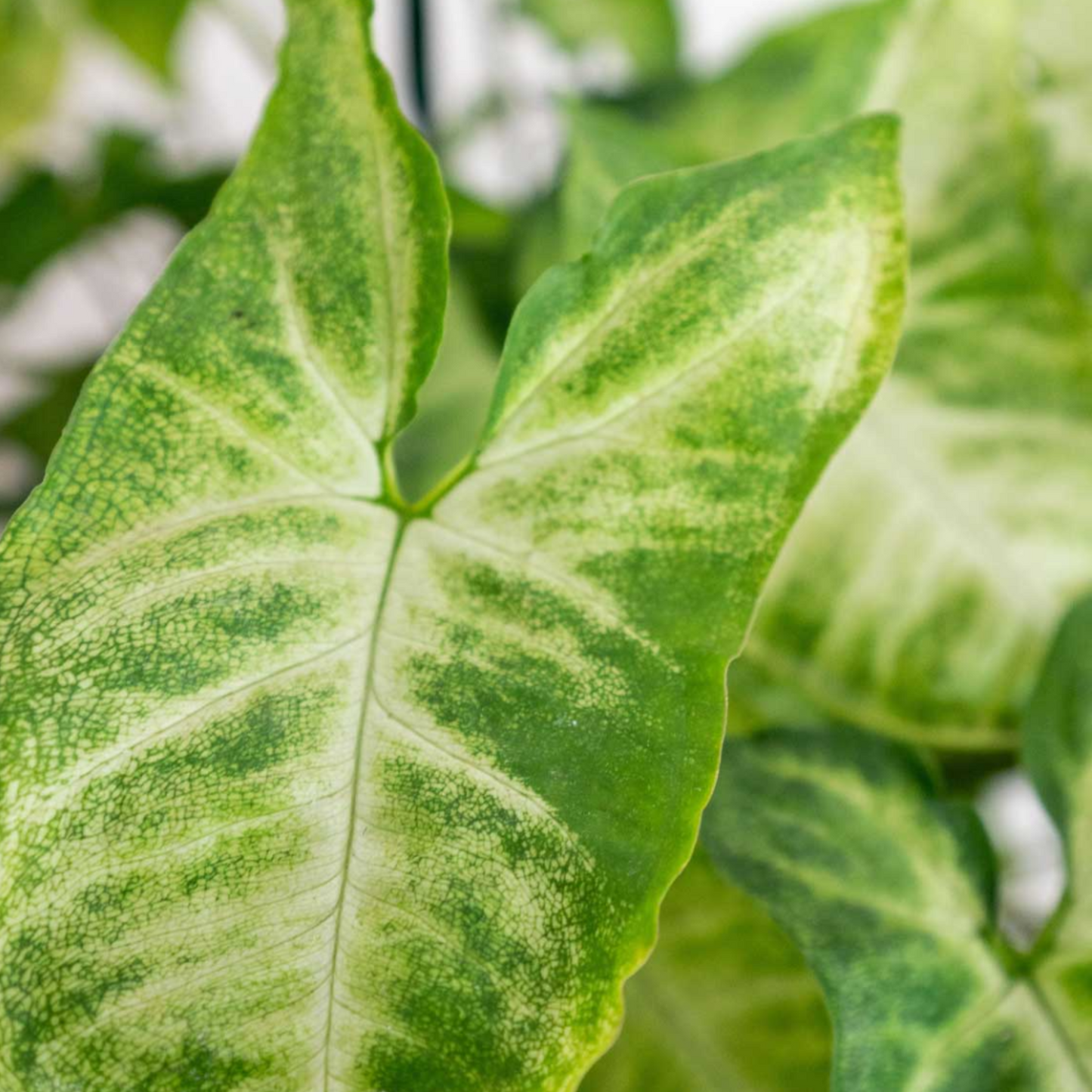 Syngonium Pixie