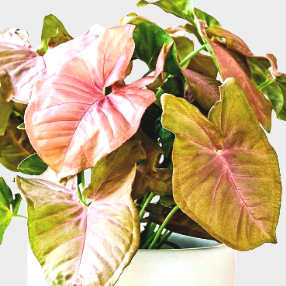 Syngonium Neon