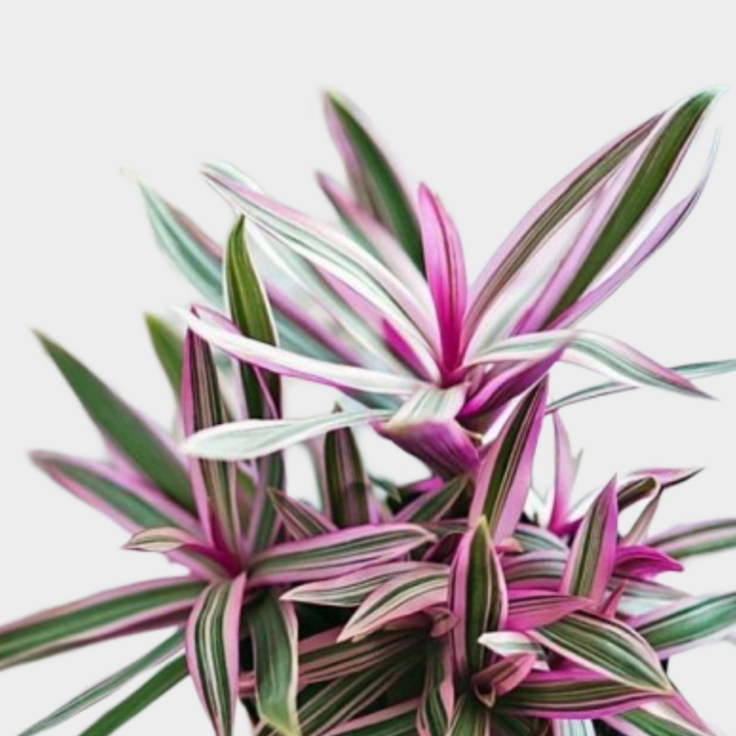 Tradescantia Spathacea