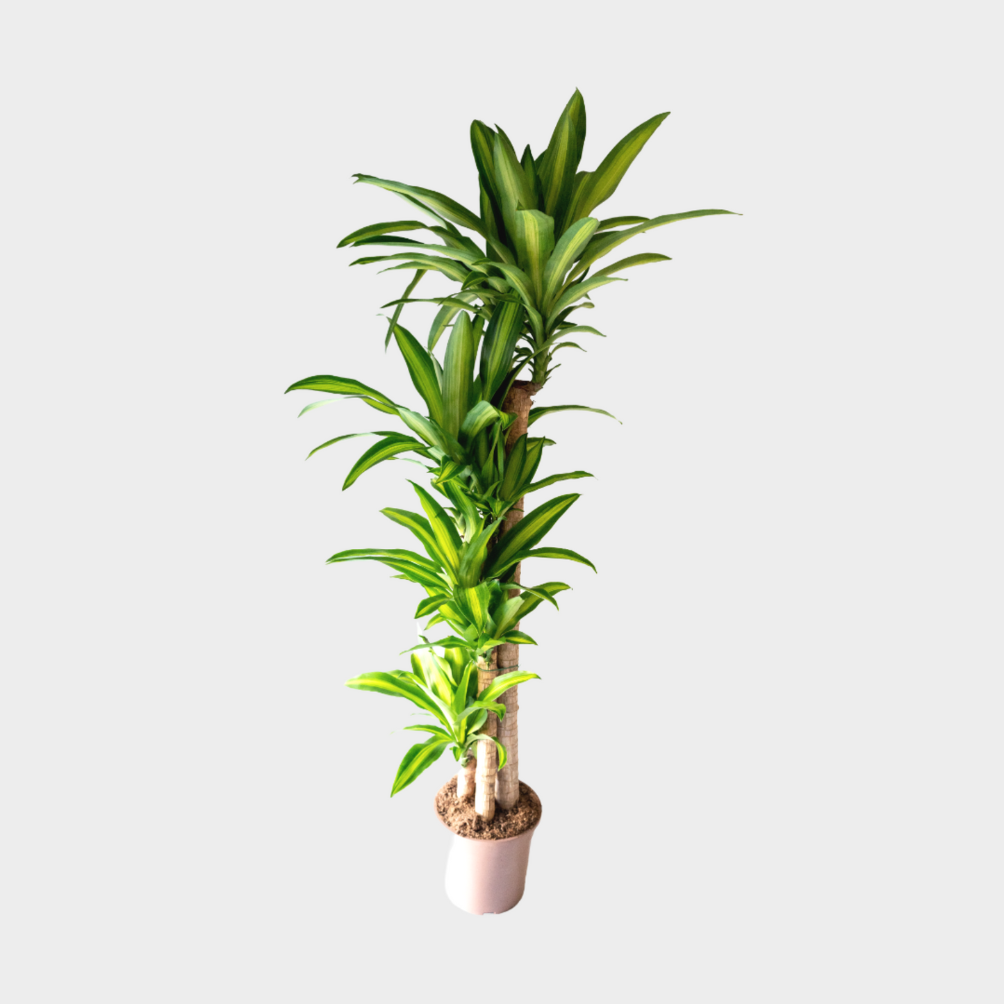 Dracaena Massangeana