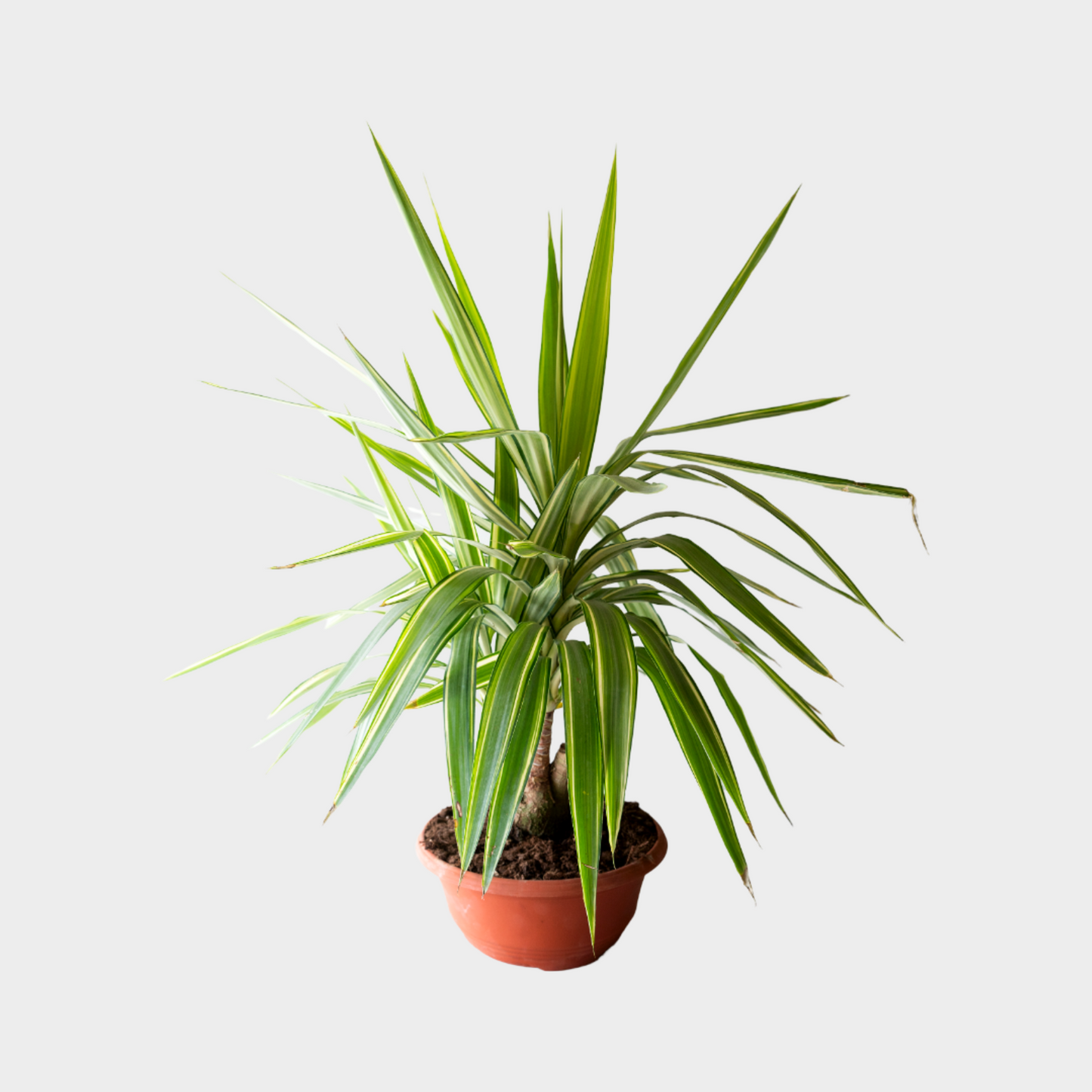 Yucca Jewel Bonsai