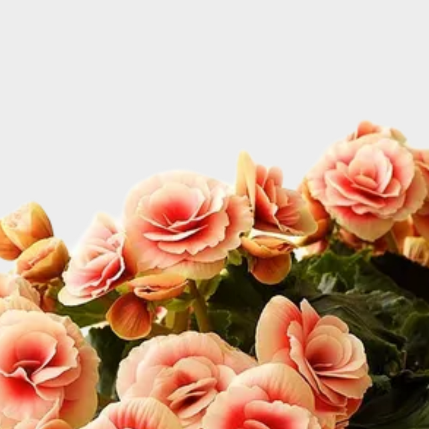 Plantas con Flor