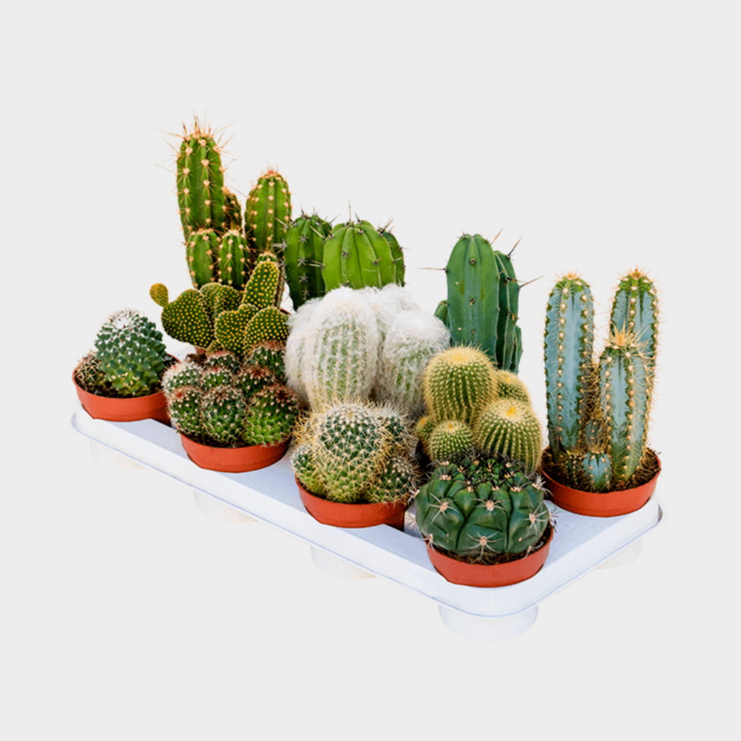 Cactus