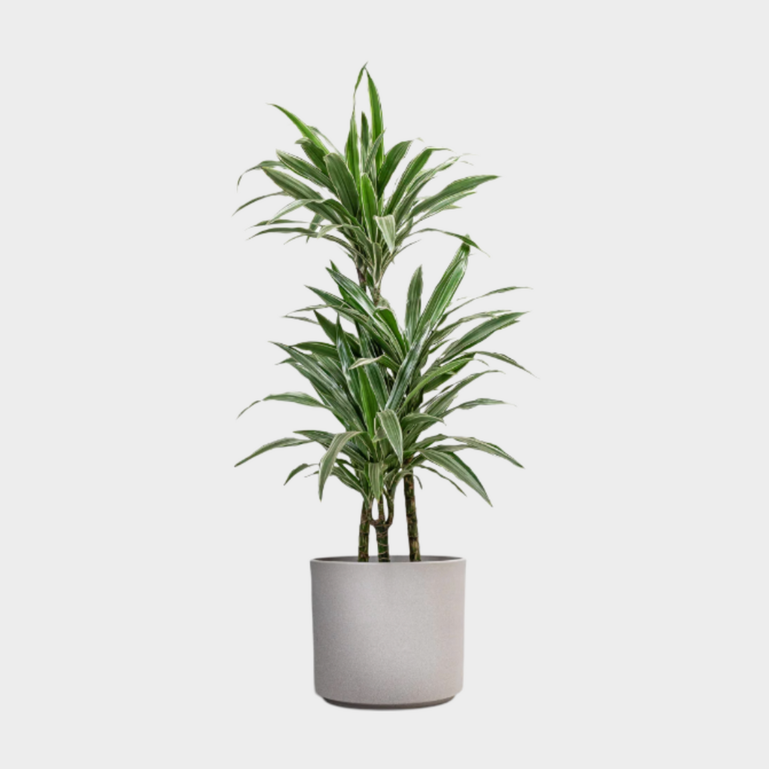 Dracaenas