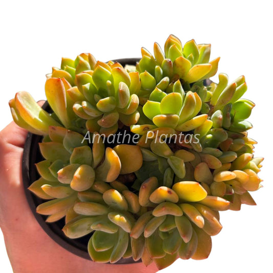 Suculenta Sedum César