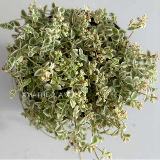 Sedum Variegado “Little Missy” 10.5 cm