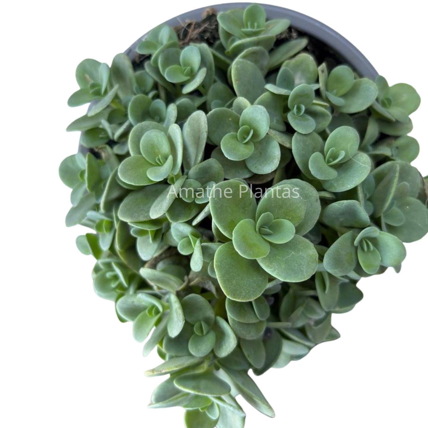 Sedum spurium 12CM – Suculenta tapizante resistente
