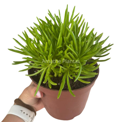 Senecio Barbertonicus 12CM