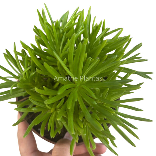 Senecio Barbertonicus 12CM