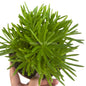 Senecio Barbertonicus 12CM