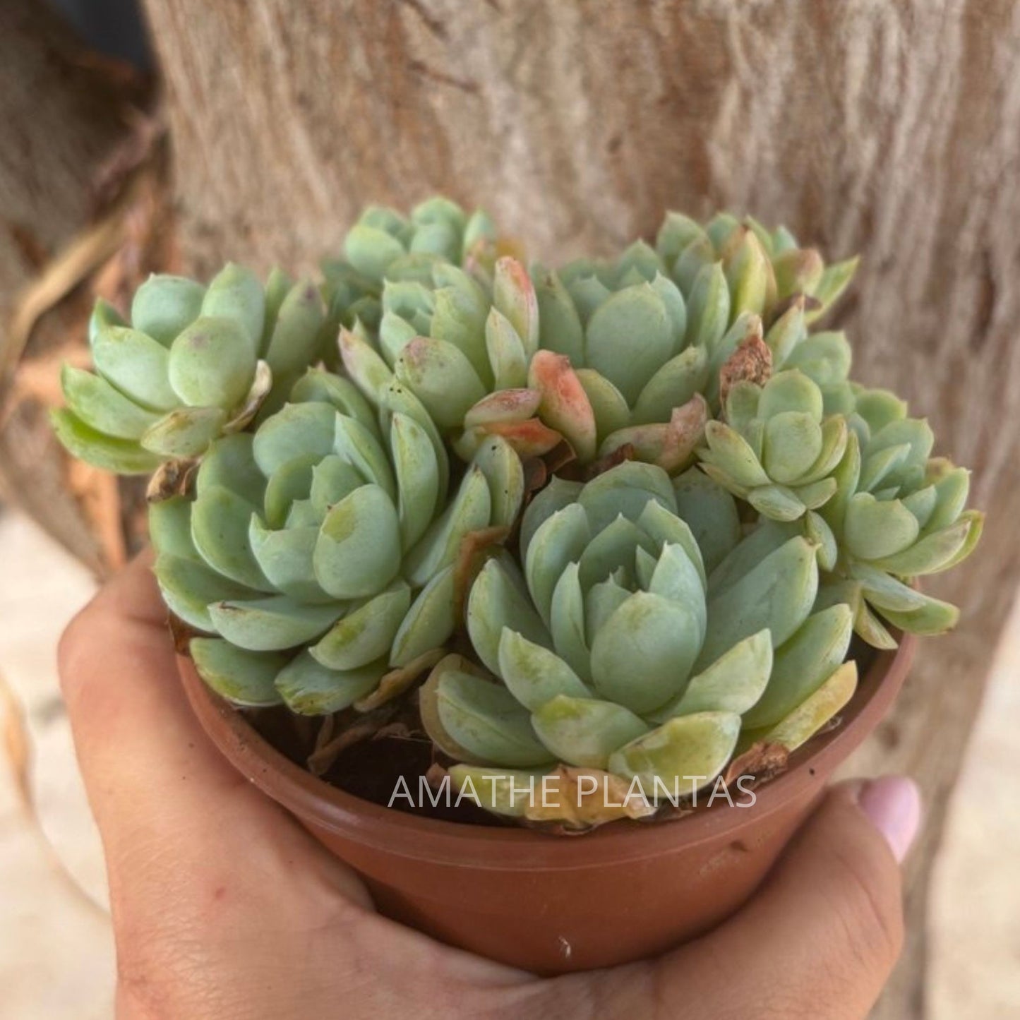 Echeveria Elegans 10cm