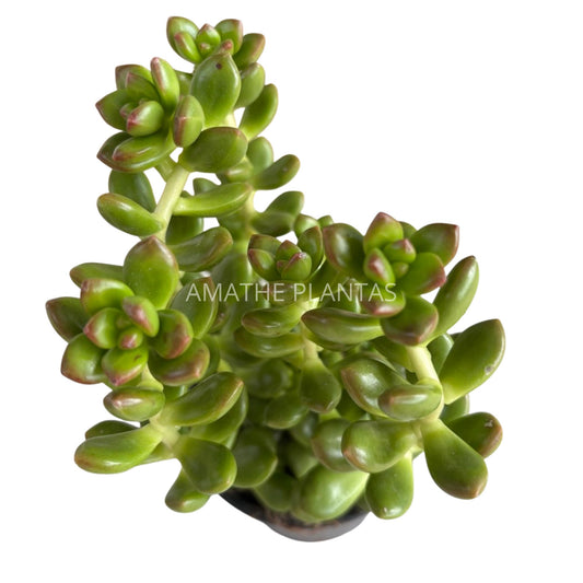 Sedum Clavatum