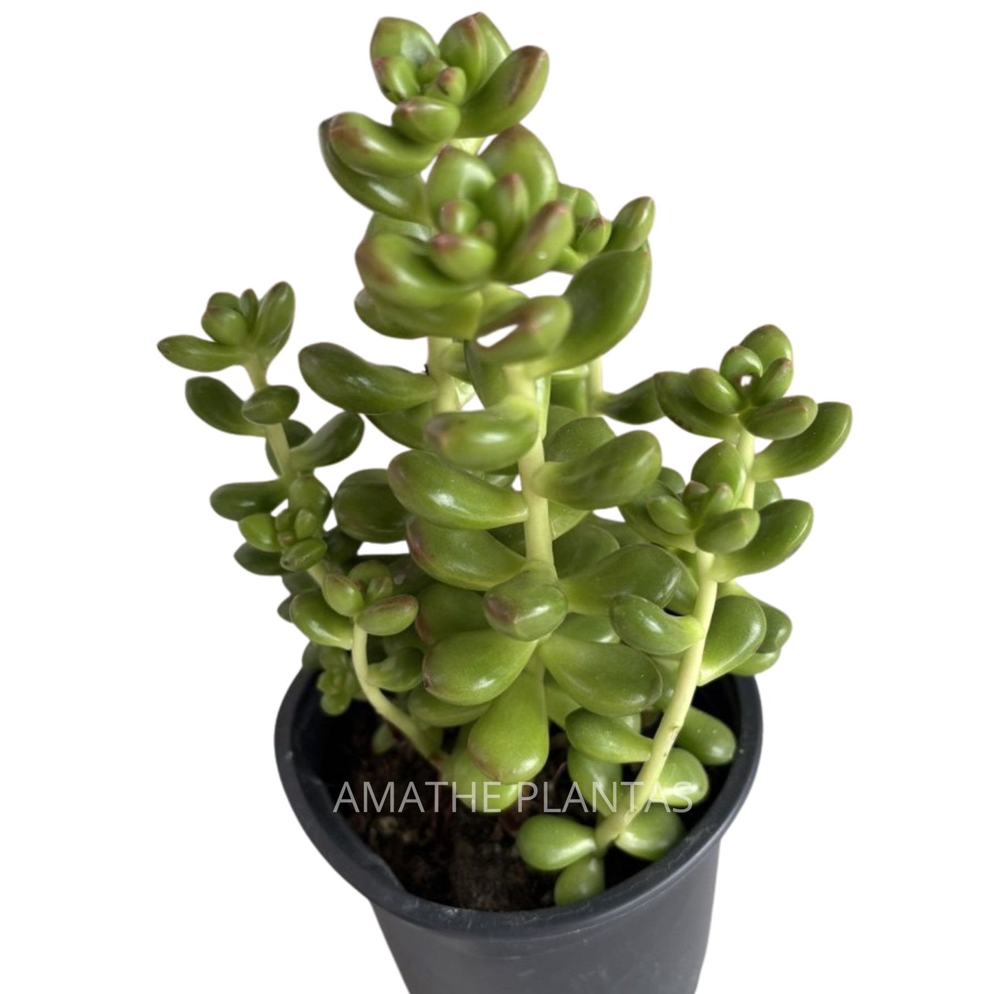 Sedum Clavatum