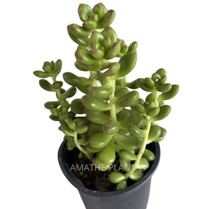 Sedum Clavatum