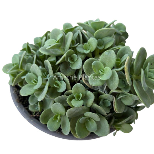 Sedum spurium 12CM – Suculenta tapizante resistente