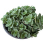 Sedum spurium 12CM – Suculenta tapizante resistente