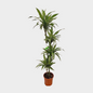 Dracaena Deremensis