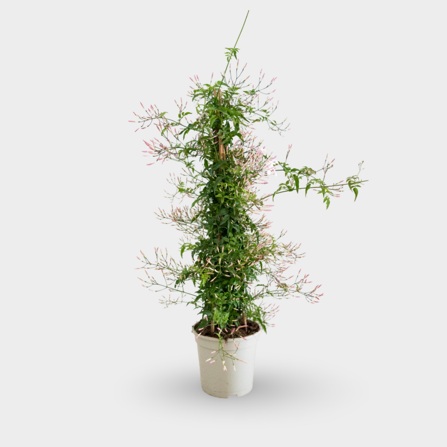 Jazmin Polyanthum