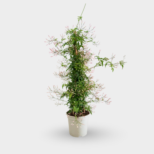 Jazmin Polyanthum