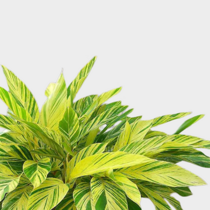 Alpinia
