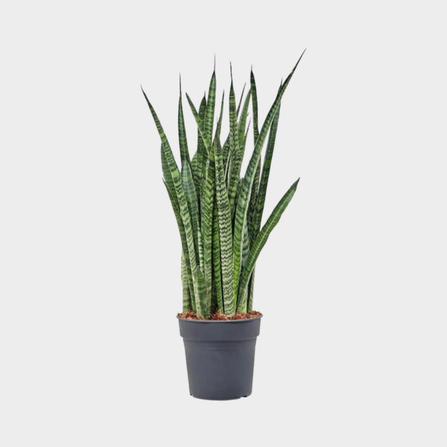 Sansevieria Zeilanica