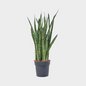 Sansevieria Zeilanica