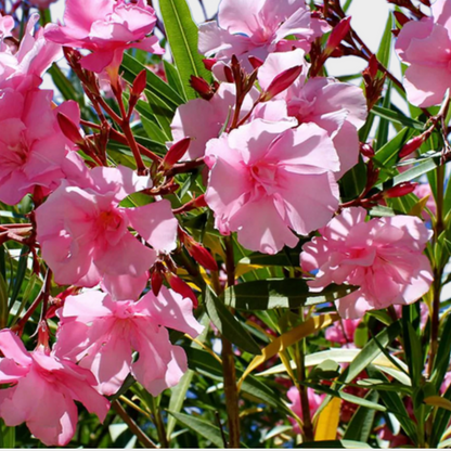 Nerium Oleander