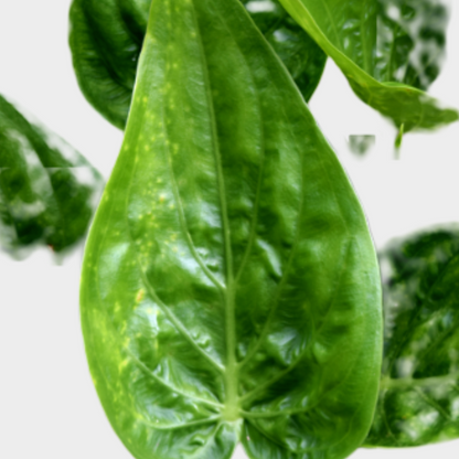 Alocasia Cucullata