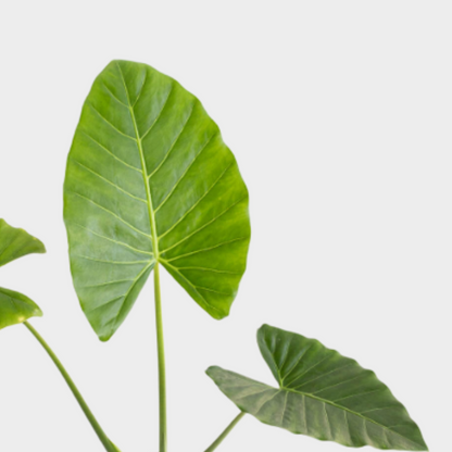Alocasia Macrorrhiza