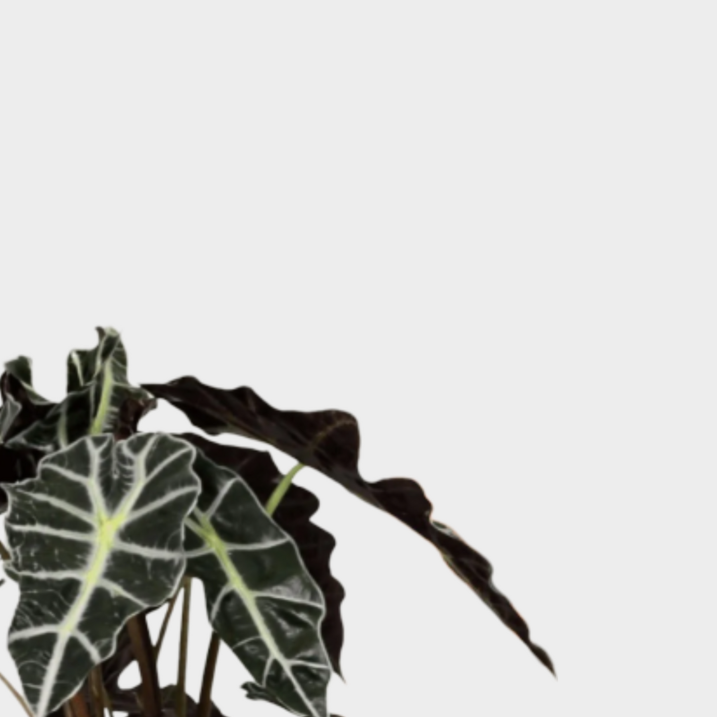 Alocasia Polly