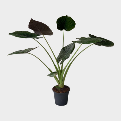 Alocasia Wentii