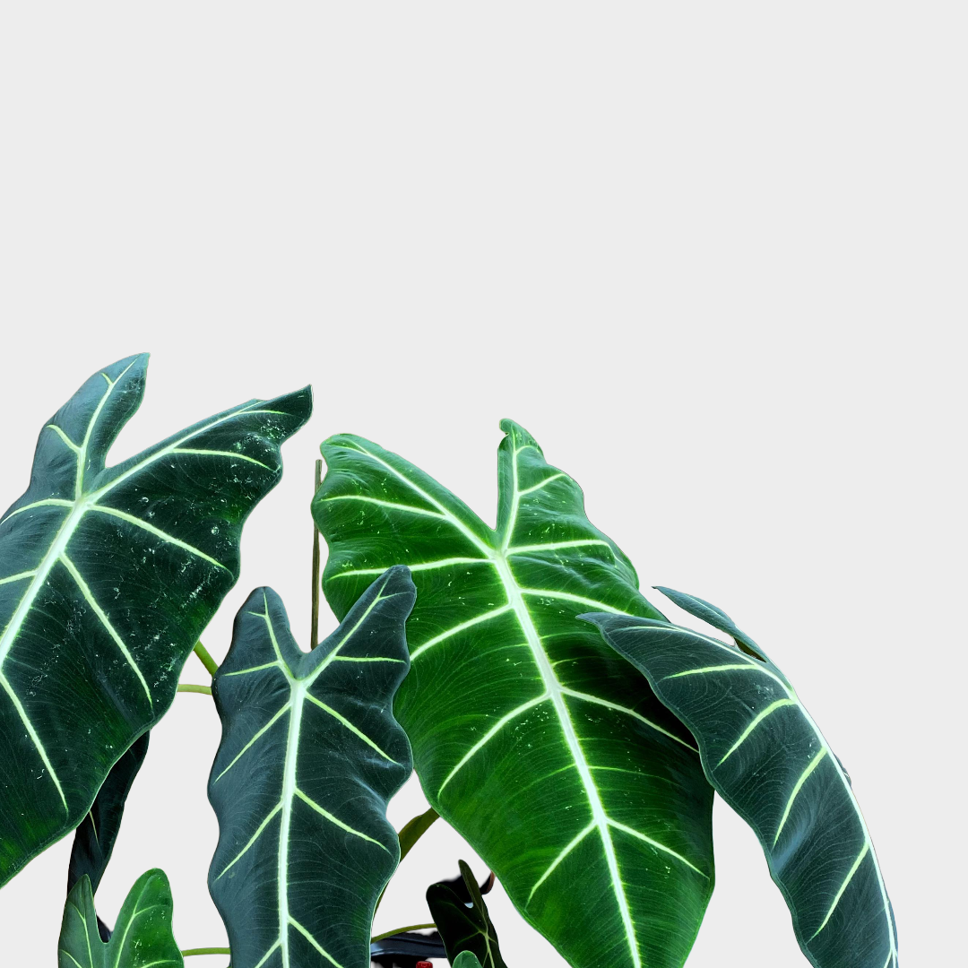 Alocasia Frydek