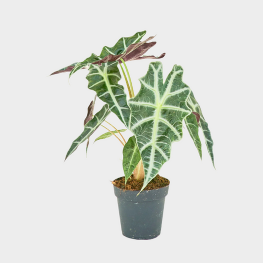 Alocasia Polly