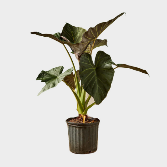Alocasia Regal Shield