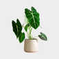 Alocasia Frydek