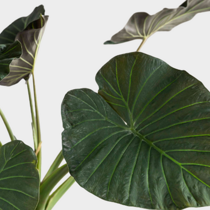 Alocasia Regal Shield