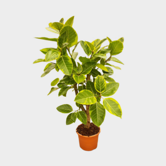 Ficus Altisima