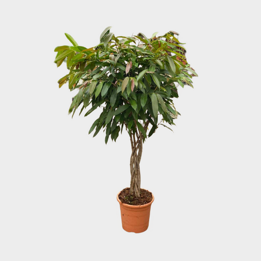 Ficus Amstel King Trenzado