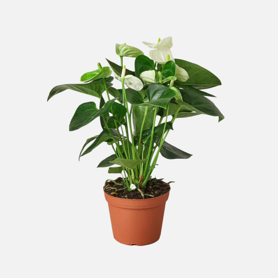 Anthurium