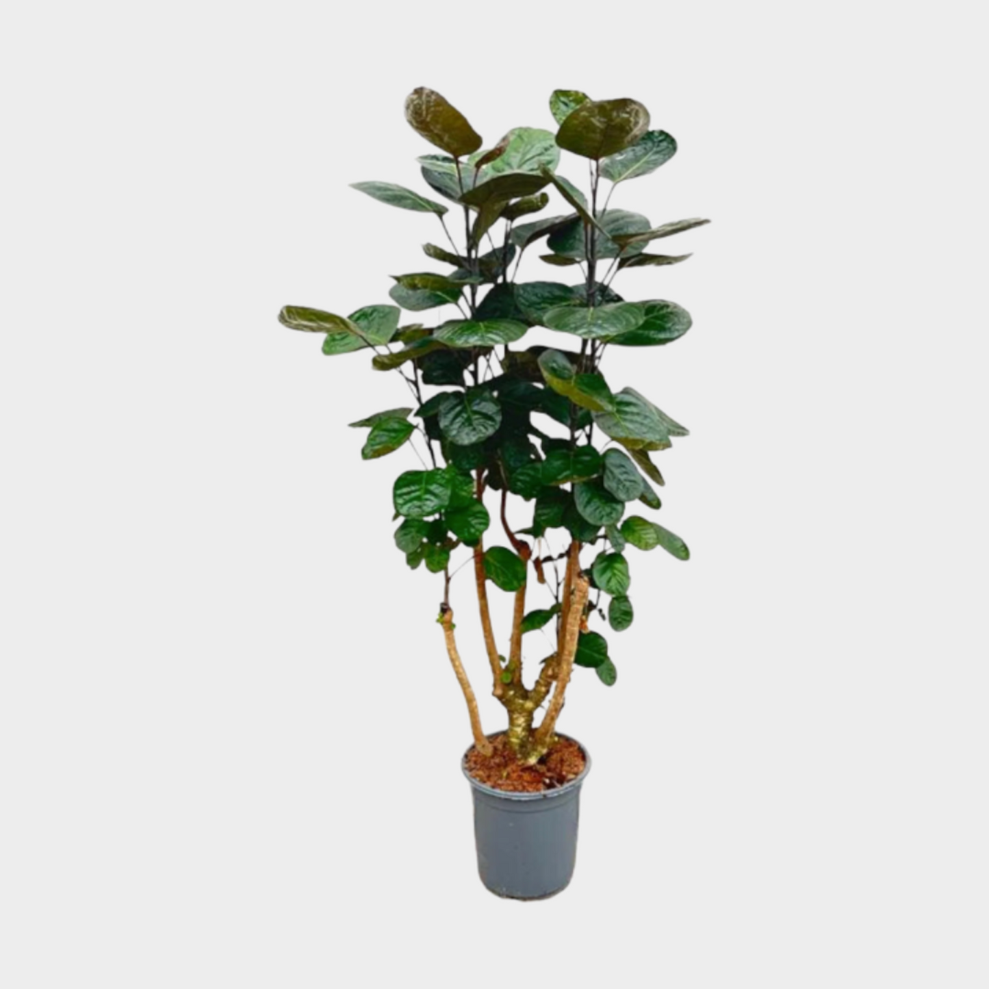 Aralia Poliscia Fabian