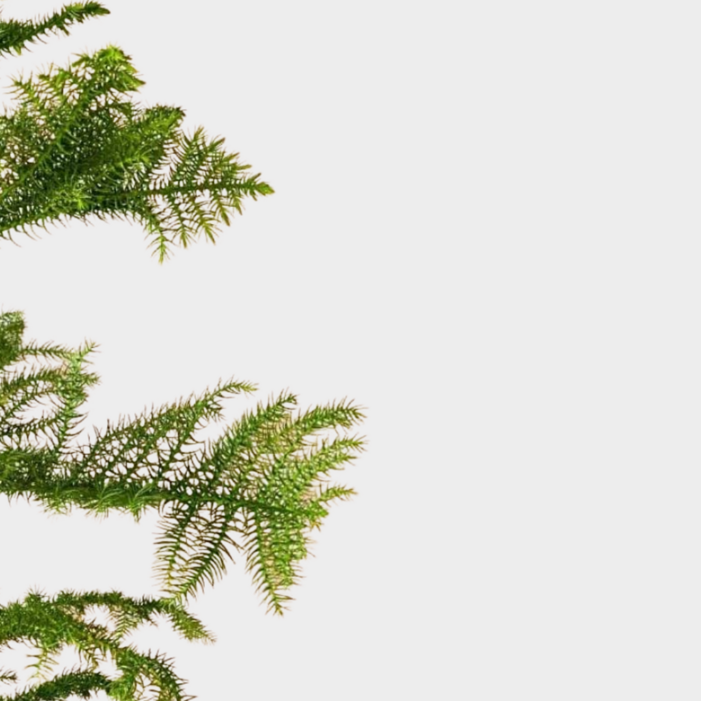 Araucaria