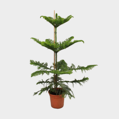 Araucaria