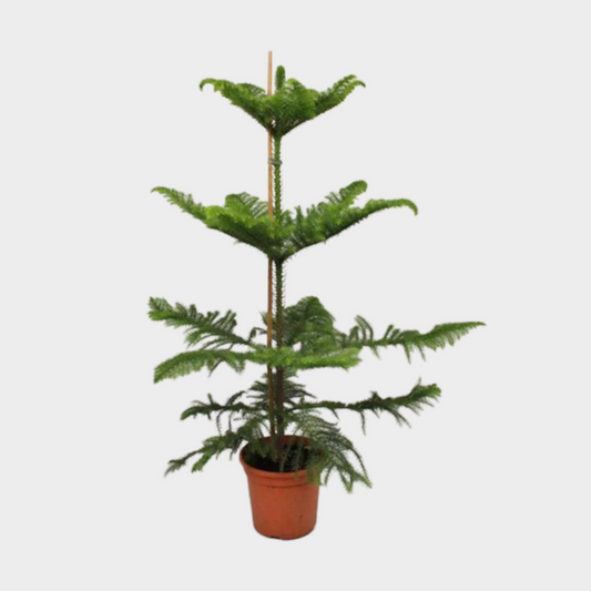 Araucaria