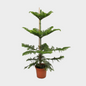 Araucaria
