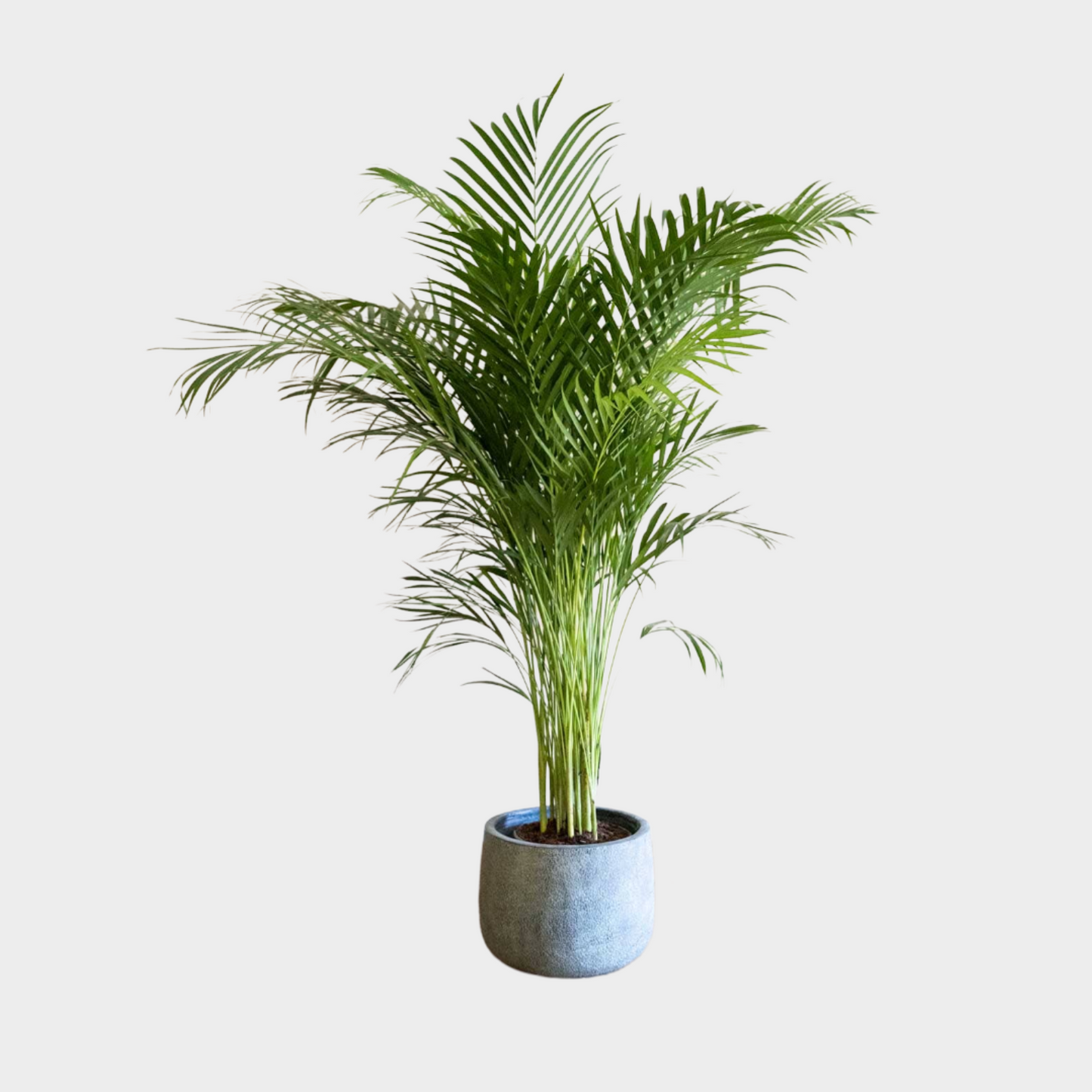 Areca