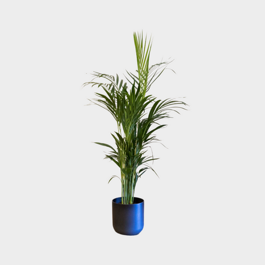 Areca planta natural